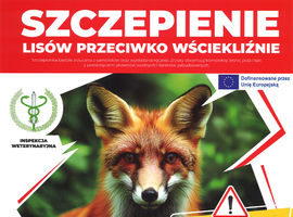 Akcja szczepienia wolno żyjących lisów